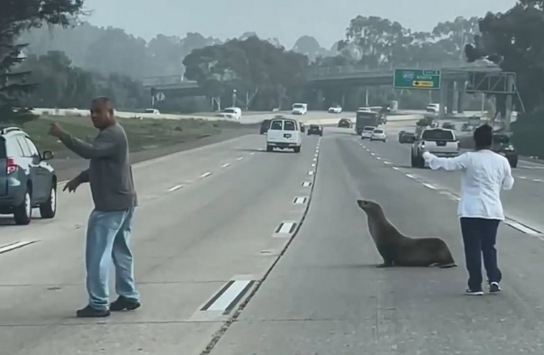 加州高速路有海狮逛大街！交通大乱 被认出是“惯犯”