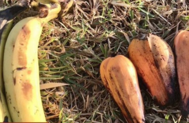 超级食品: 有望喂饱亿万饥民的非洲另类香蕉树