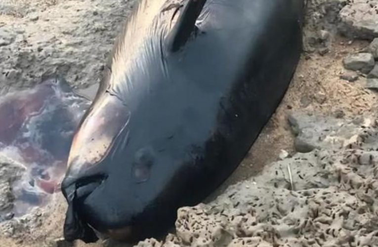 中国最大淡水湖进入极枯水位 国宝江豚搁浅死亡