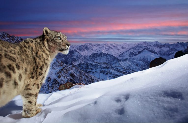 屡获殊荣的摄影师拍摄了日落时分的雪豹的“梦幻”形象：看看令人惊叹的入围照片